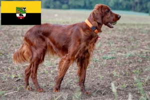Read more about the article Irsk rød setter opdrættere og hvalpe i Sachsen-Anhalt
