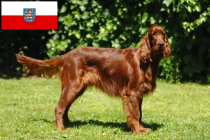 Read more about the article Irsk rød setter opdrættere og hvalpe i Thüringen