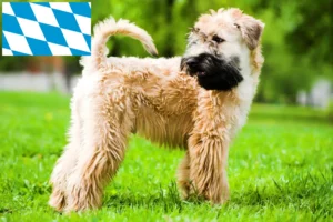Read more about the article Irsk Soft Coated Wheaten Terrier opdrættere og hvalpe i Bayern