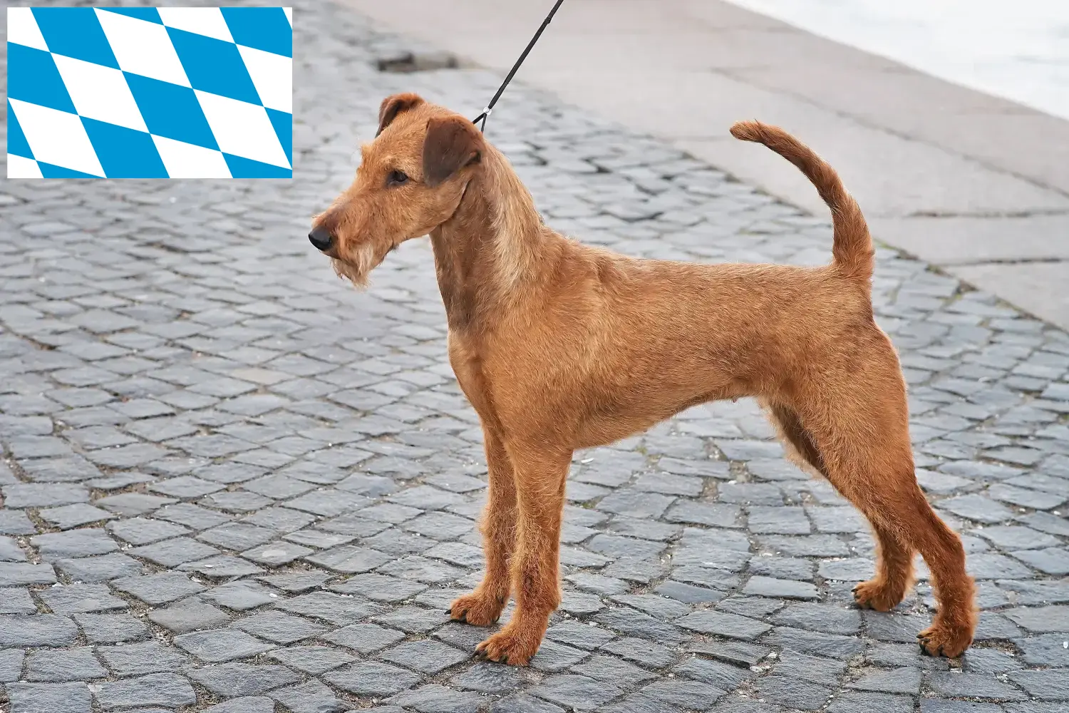 Read more about the article Irsk terrier opdrættere og hvalpe i Bayern