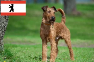 Read more about the article Irsk terrier opdrættere og hvalpe i Berlin