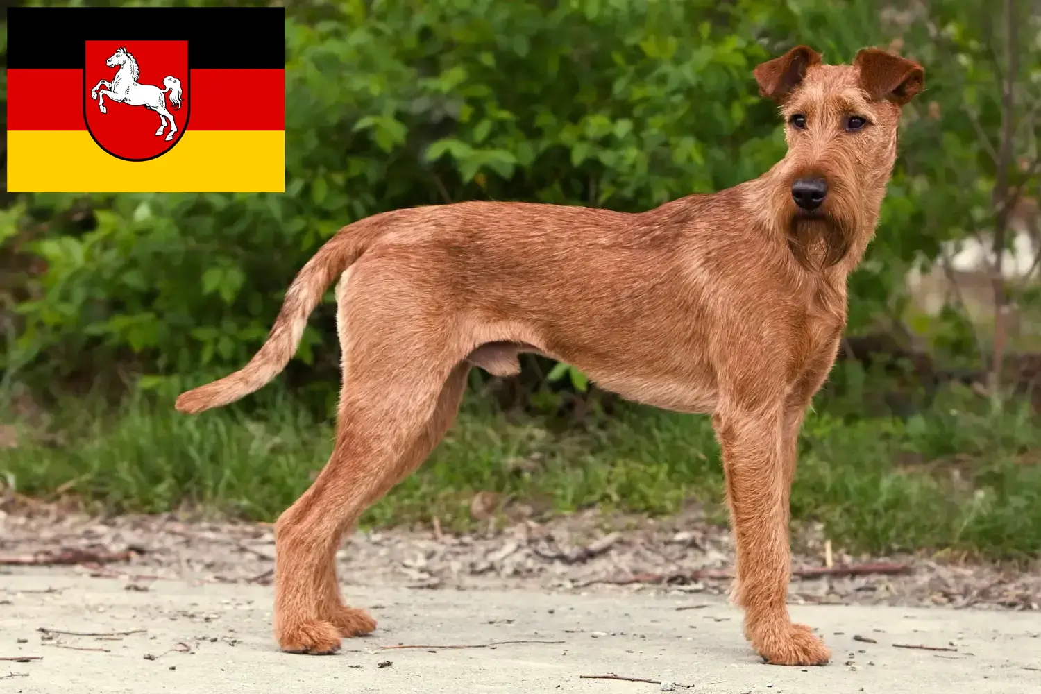 Irsk terrier hvalpe og opdrætter Niedersachsen Her kan du finde opdrættere af irsk terrier i Niedersachsen.