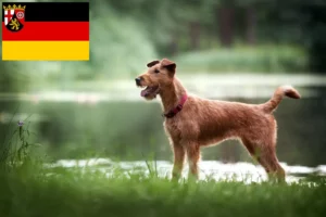 Read more about the article Irish Terrier opdrættere og hvalpe i Rheinland-Pfalz