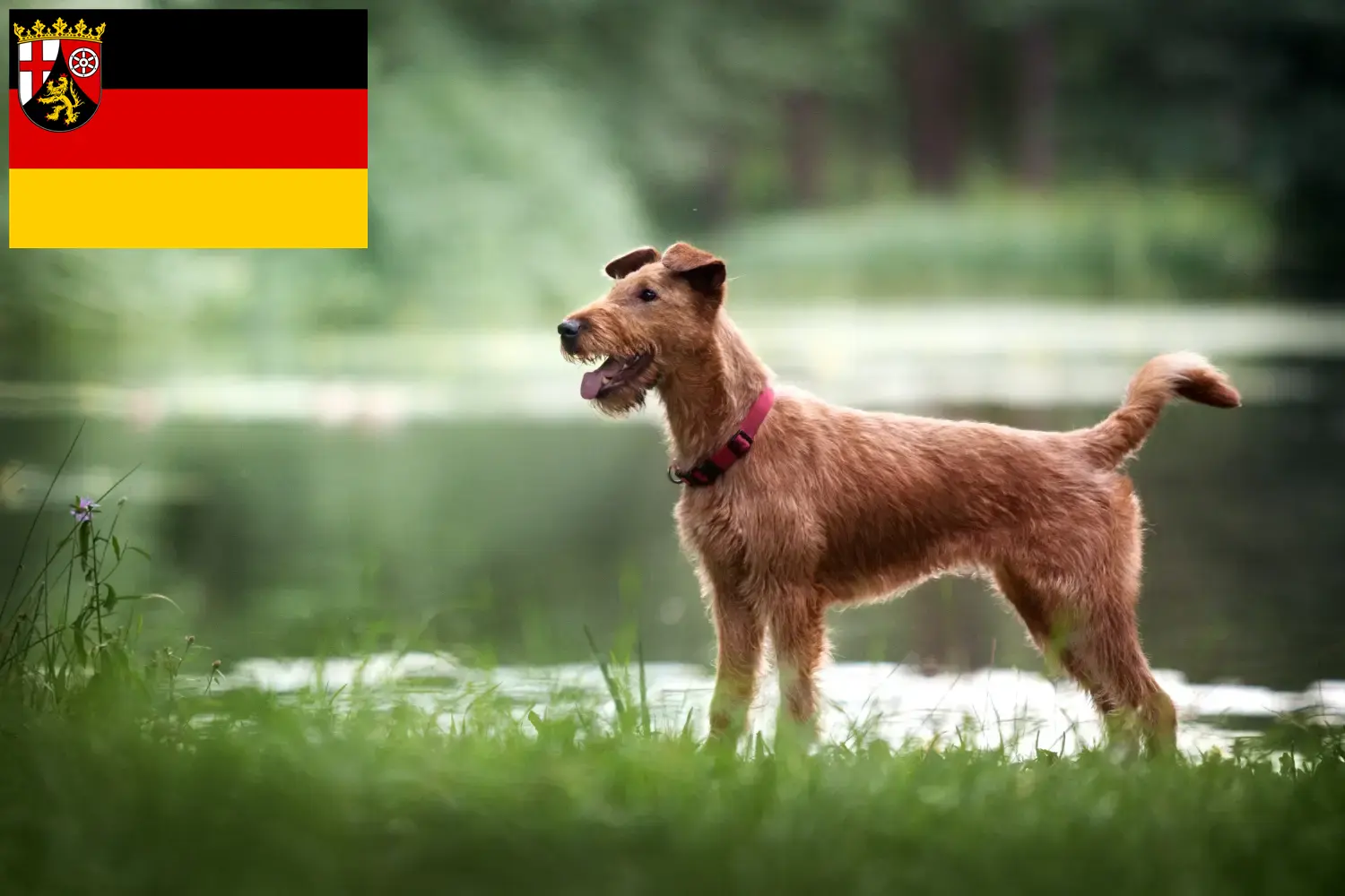 Irsk terrier hvalpe og opdrættere Rheinland-Pfalz Her kan du finde opdrættere af irsk terrier i Rheinland-Pfalz.