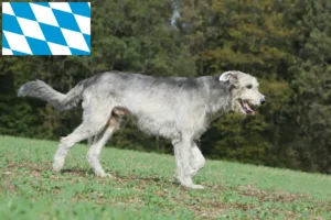Read more about the article Irsk ulvehundeopdrættere og hvalpe i Bayern