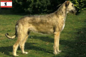 Read more about the article Irsk ulvehundeopdrættere og hvalpe i Berlin