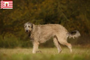 Read more about the article Irsk ulvehundeopdrættere og hvalpe i Bremen