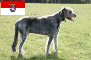 Read more about the article Irsk ulvehundeopdrættere og hvalpe i Hessen