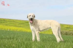 Read more about the article Irsk ulvehundeopdrættere og hvalpe i Hovedstaden