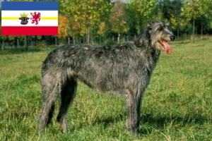 Read more about the article Irsk ulvehundeopdrættere og hvalpe i Mecklenburg-Vorpommern