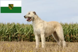 Read more about the article Irsk ulvehundeopdrættere og hvalpe i Sachsen