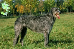 Read more about the article Irsk ulvehundeopdrættere og hvalpe på Sjælland