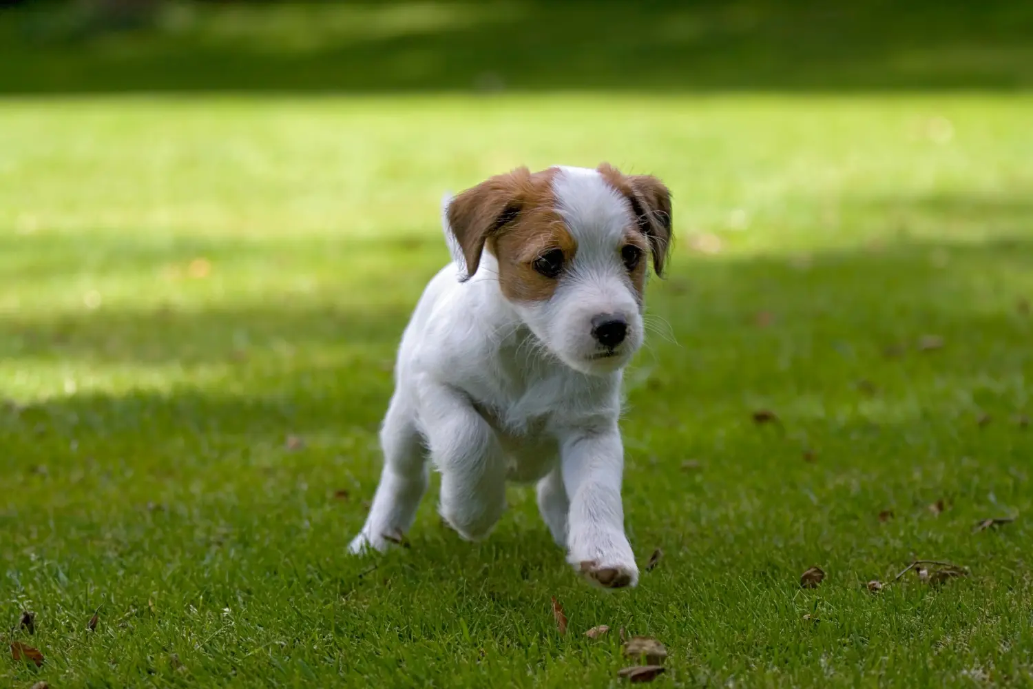 At købe en Jack Russell-hvalp betyder at tage ansvar! Køb Jack Russell-hvalpe.