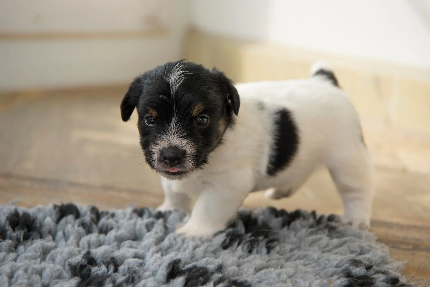 At købe en Jack Russell-hvalp betyder at tage ansvar! Køb Jack Russell-hvalpe.