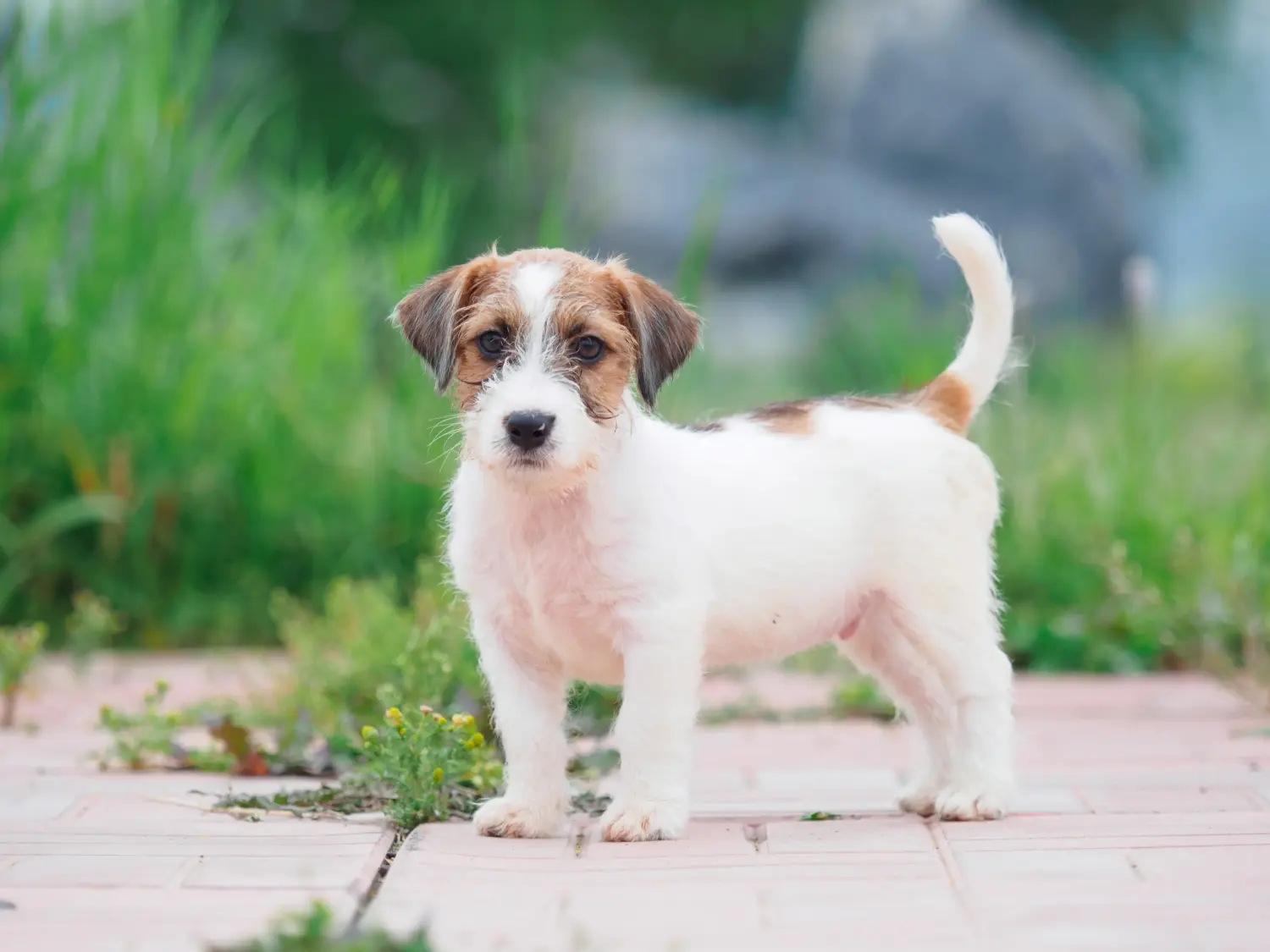 At købe en Jack Russell-hvalp betyder at tage ansvar! Køb Jack Russell-hvalpe.