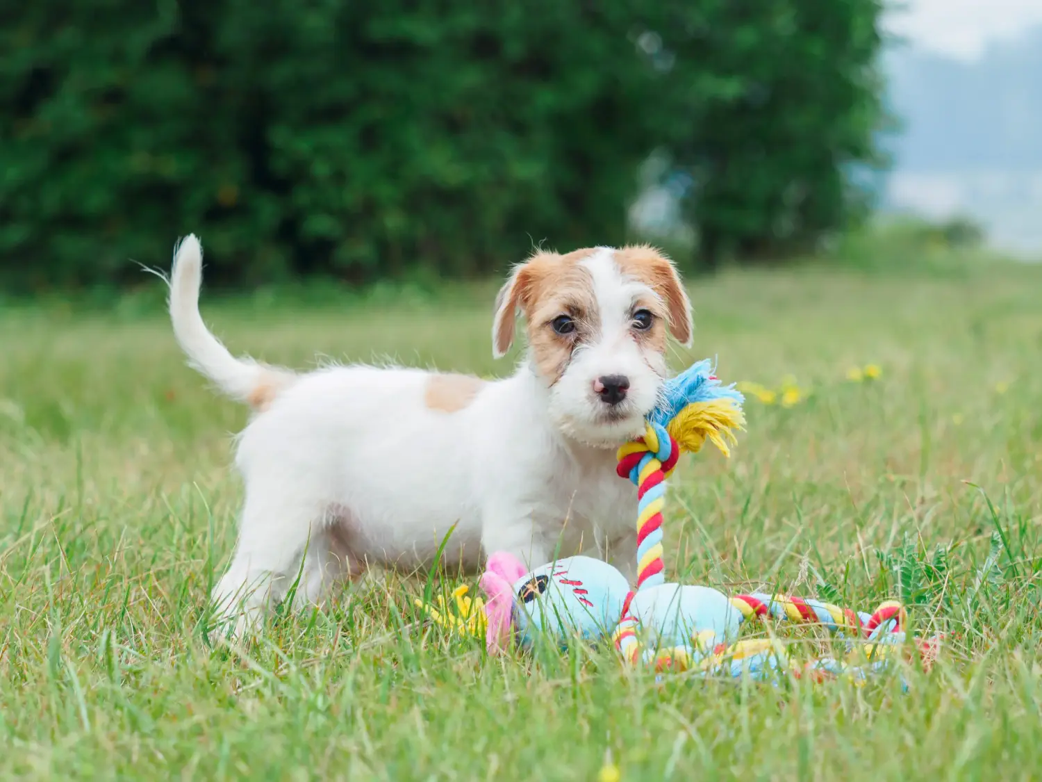 At købe en Jack Russell-hvalp betyder at tage ansvar! Køb Jack Russell-hvalpe.