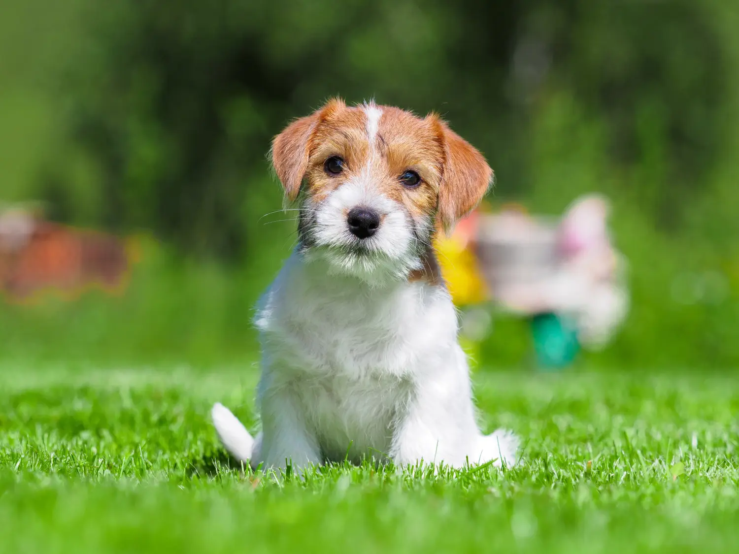 At købe en Jack Russell-hvalp betyder at tage ansvar! Køb Jack Russell-hvalpe.