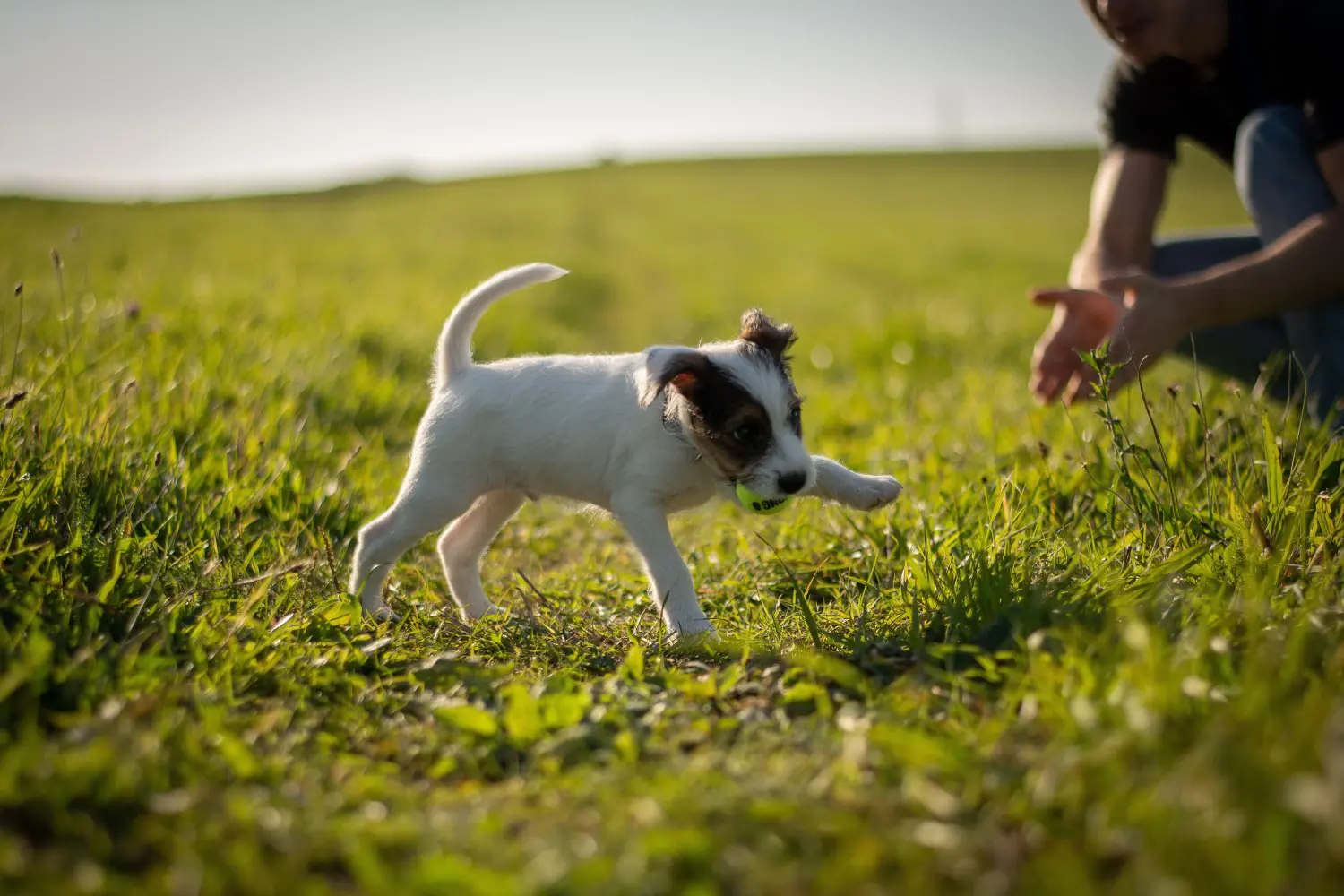 At købe en Jack Russell-hvalp betyder at tage ansvar! Køb Jack Russell-hvalpe.