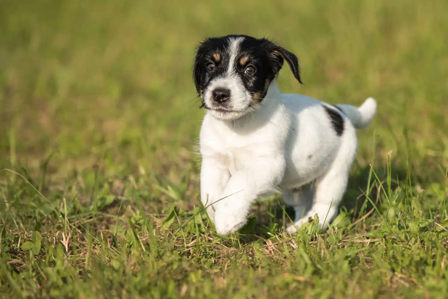 At købe en Jack Russell-hvalp betyder at tage ansvar! Køb Jack Russell-hvalpe.