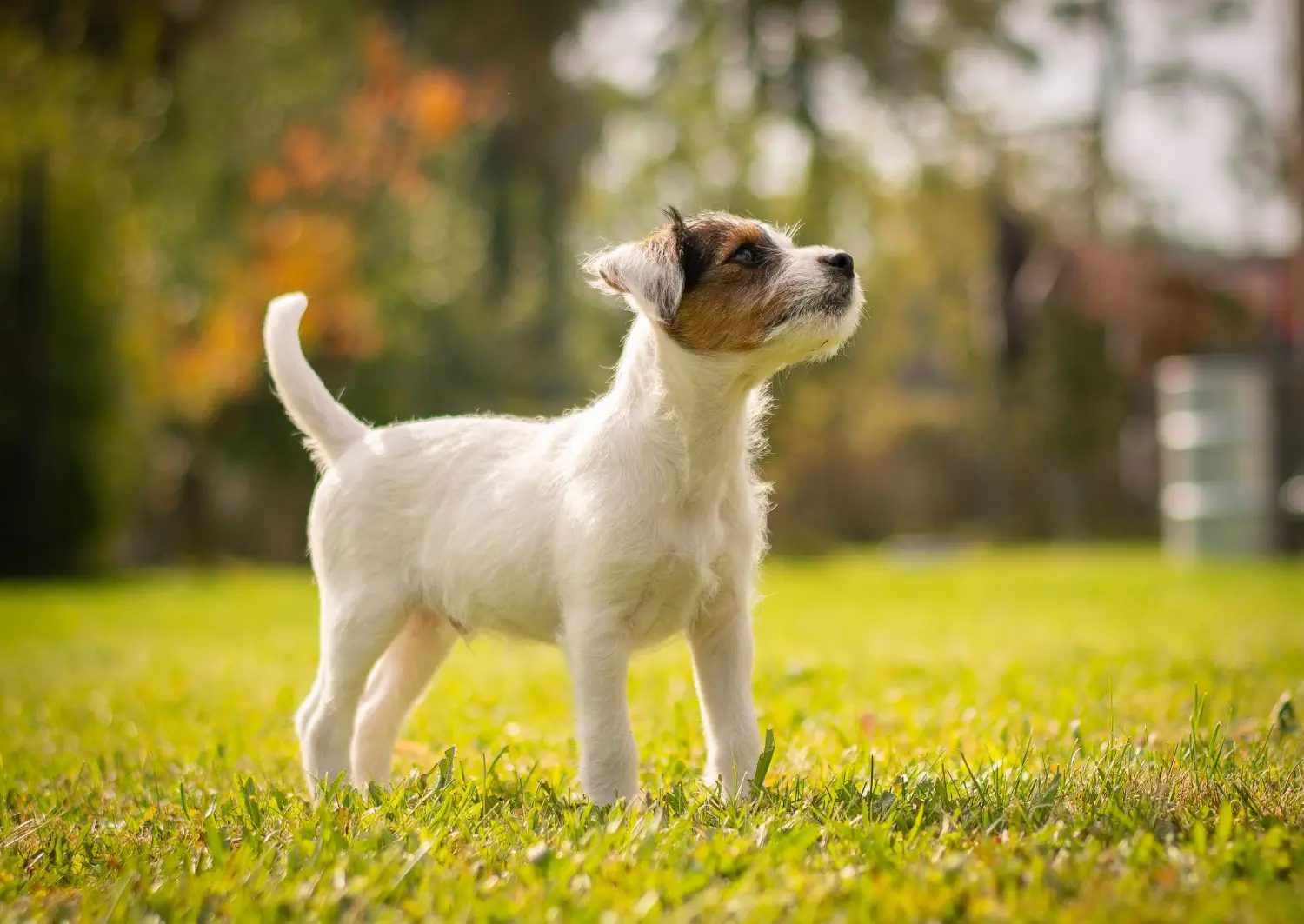 At købe en Jack Russell-hvalp betyder at tage ansvar! Køb Jack Russell-hvalpe.