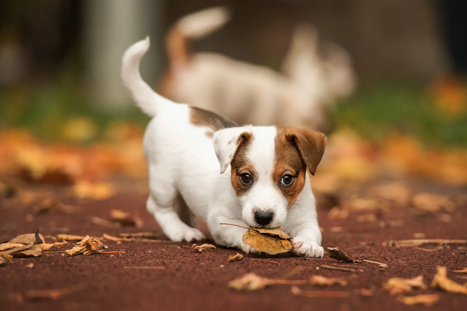 At købe en Jack Russell-hvalp betyder at tage ansvar! Køb Jack Russell-hvalpe.