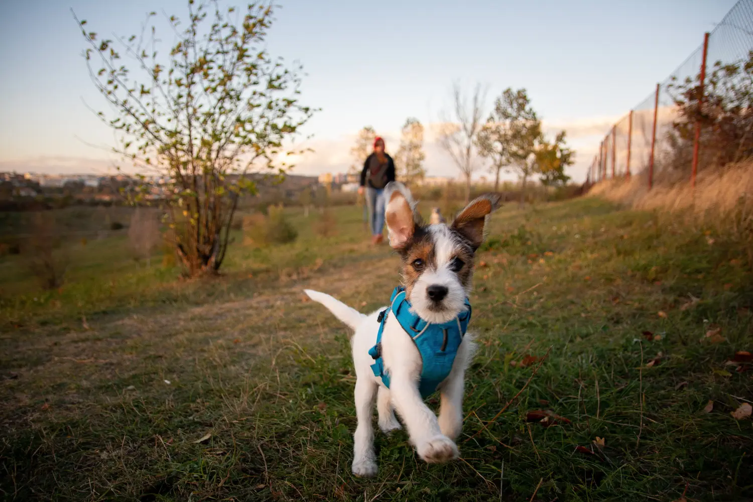 At købe en Jack Russell-hvalp betyder at tage ansvar! Køb Jack Russell-hvalpe.