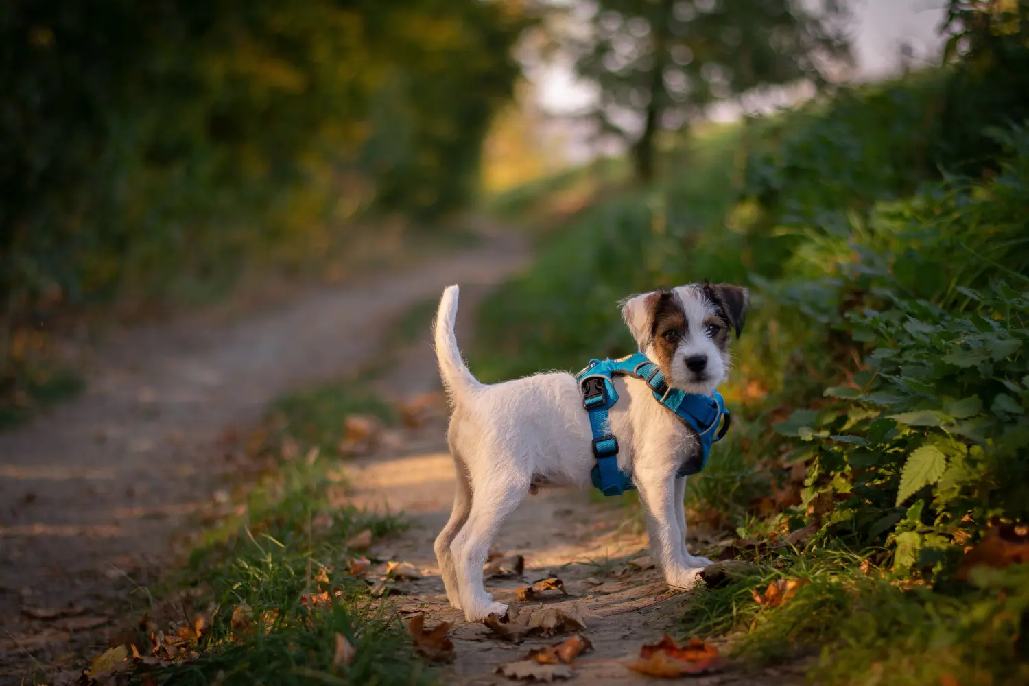 At købe en Jack Russell-hvalp betyder at tage ansvar! Køb Jack Russell-hvalpe.