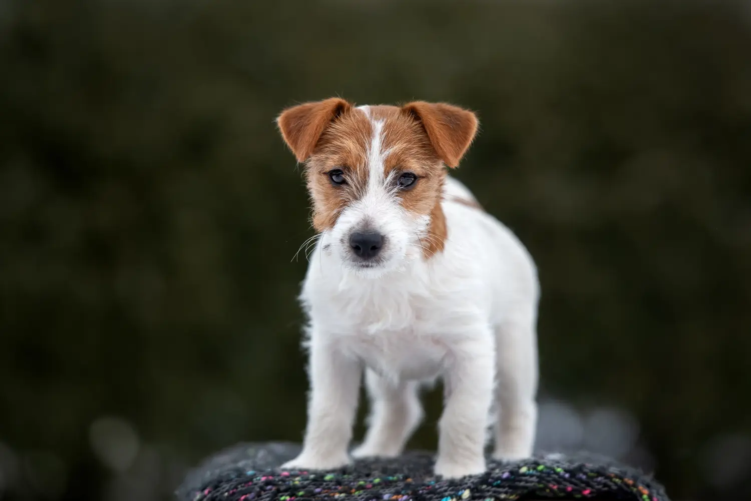 At købe en Jack Russell-hvalp betyder at tage ansvar! Køb Jack Russell-hvalpe.