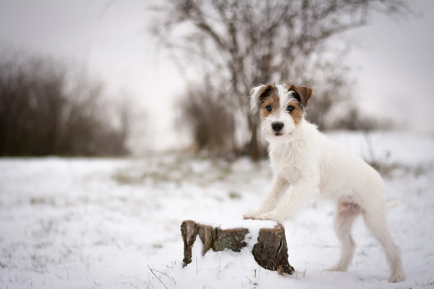 At købe en Jack Russell-hvalp betyder at tage ansvar! Køb Jack Russell-hvalpe.