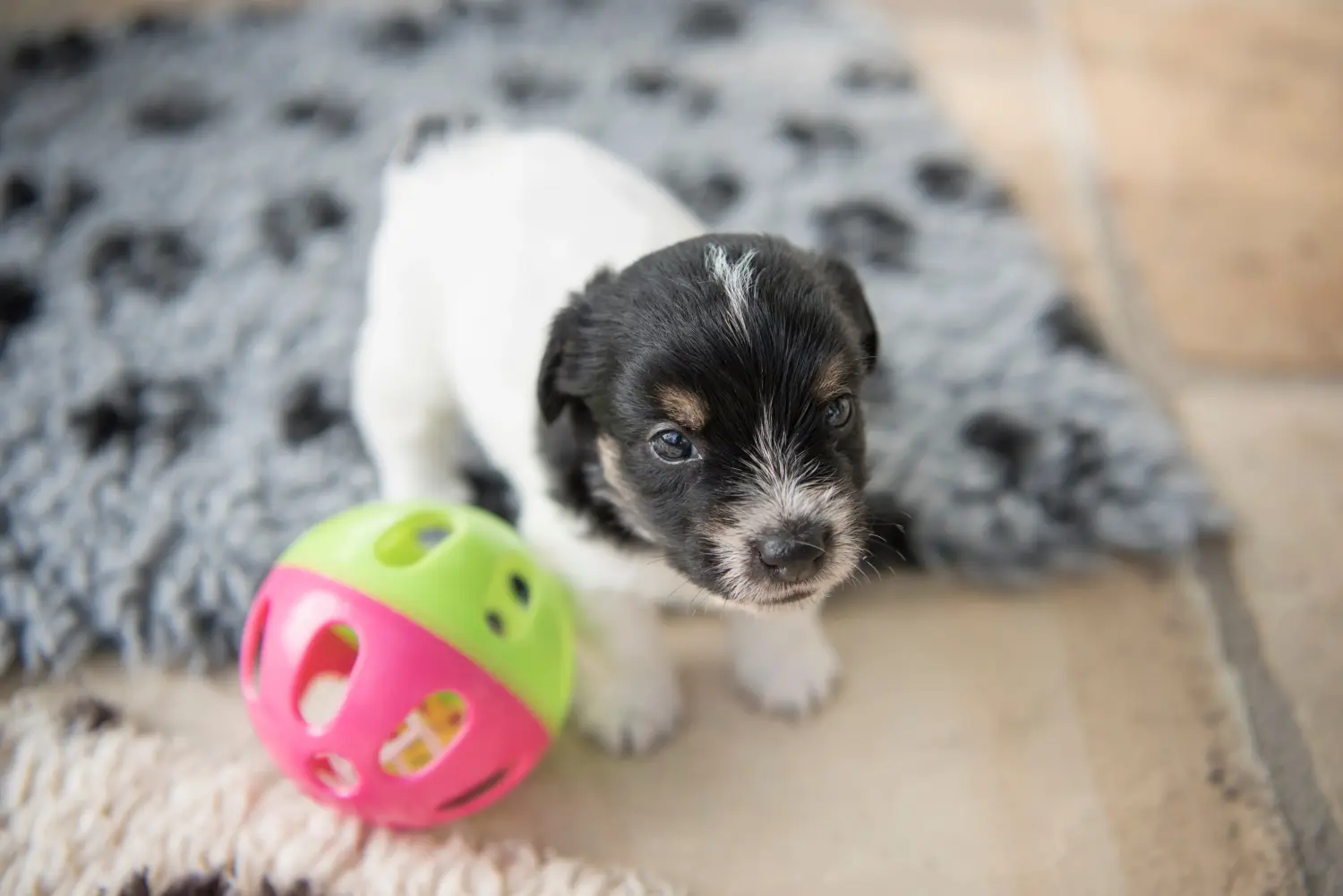 At købe en Jack Russell-hvalp betyder at tage ansvar! Køb Jack Russell-hvalpe.