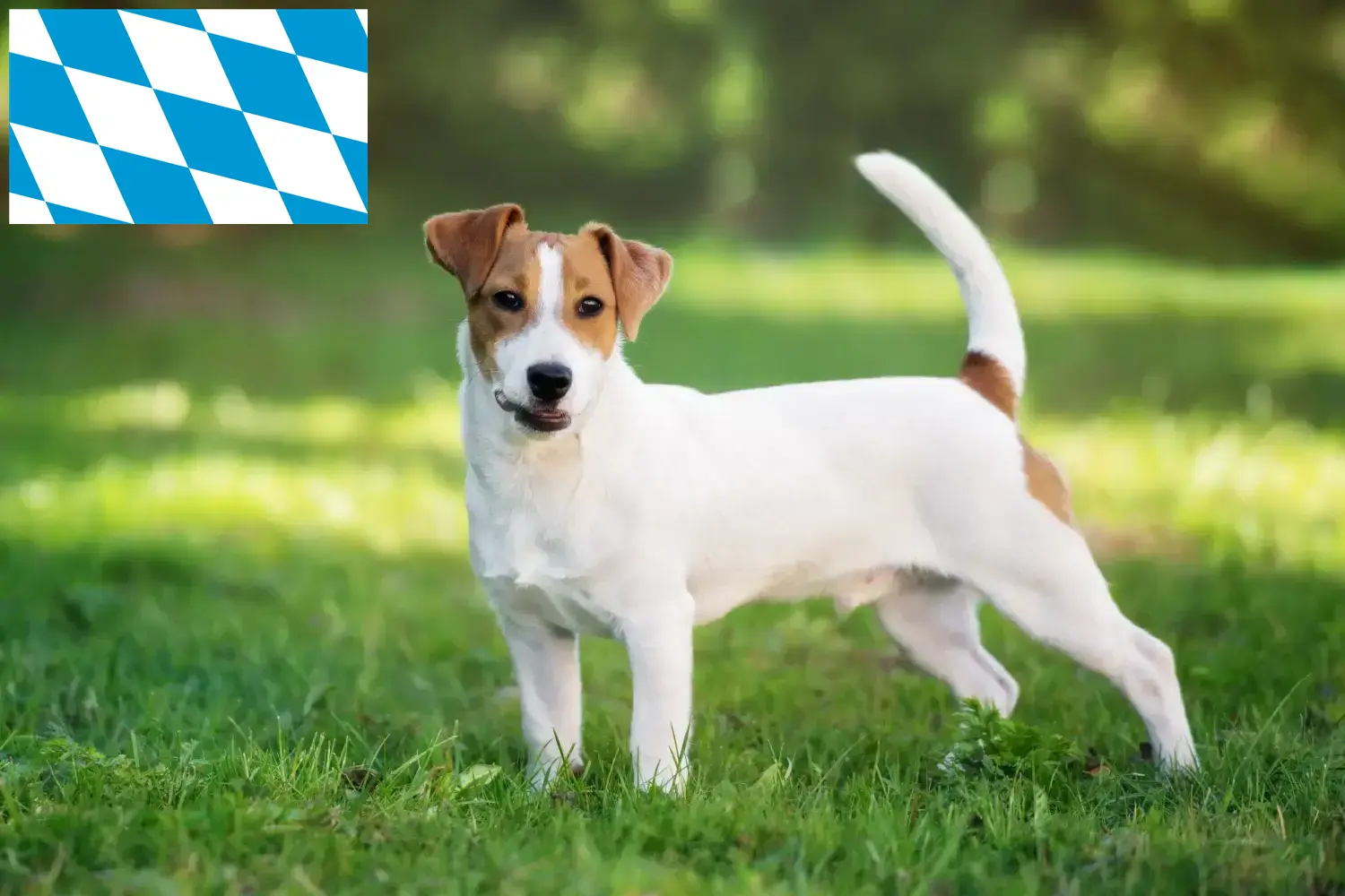 Jack Russell-hvalpe og opdrættere Bayern Find Jack Russell-opdrættere i Bayern her.