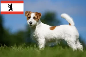 Read more about the article Jack Russell-opdrættere og hvalpe i Berlin