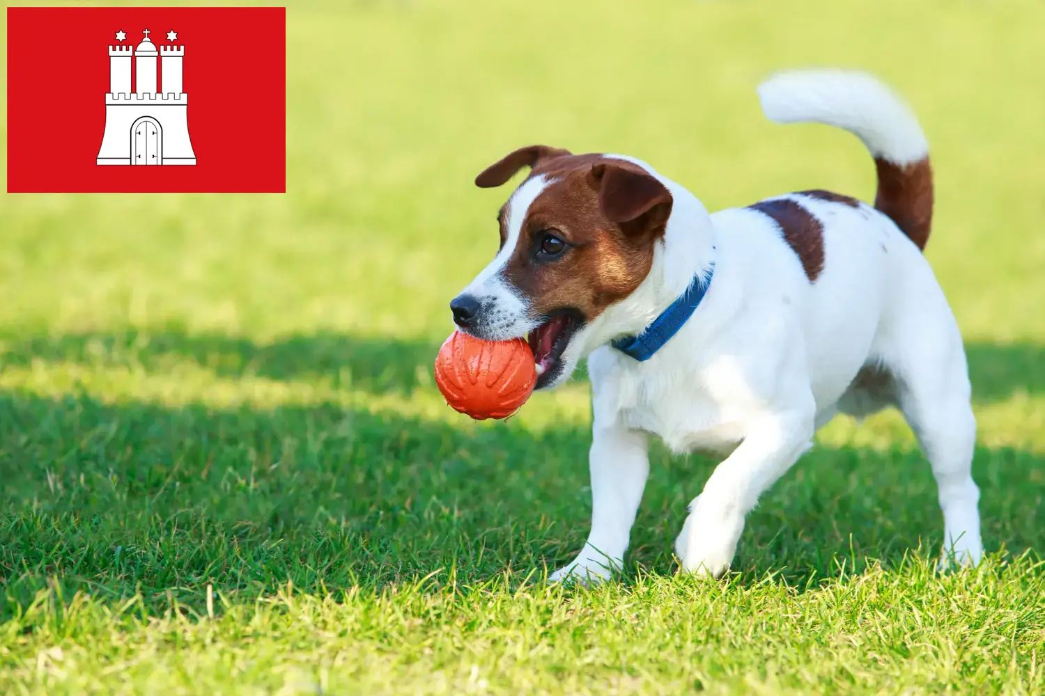 Read more about the article Jack Russell-opdrættere og hvalpe i Hamborg