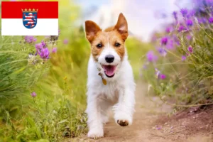 Read more about the article Jack Russell-opdrættere og hvalpe i Hessen