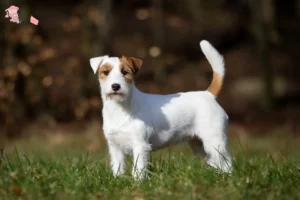 Read more about the article Jack Russell-opdrættere og hvalpe i Hovedstaden