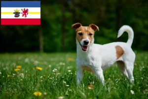Read more about the article Jack Russell-opdrættere og hvalpe i Mecklenburg-Vorpommern