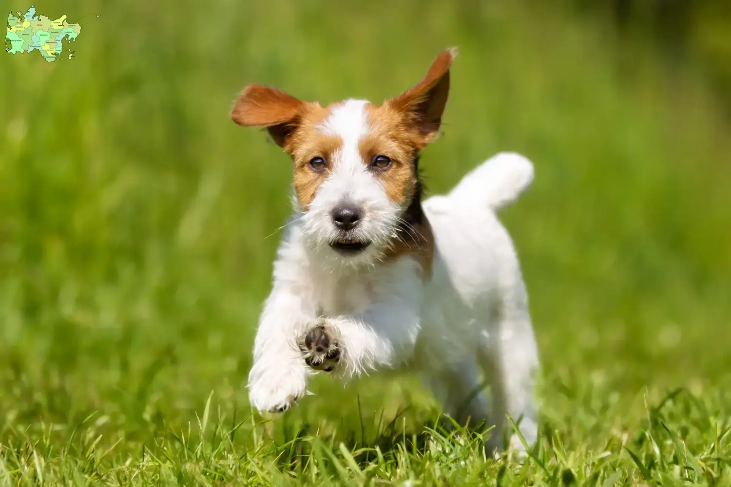 Jack Russell-hvalpe og opdrættere Midtjylland Find Jack Russell-opdrættere i Midtjylland her.