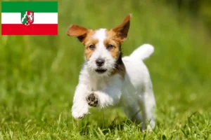 Read more about the article Jack Russell opdrættere og hvalpe i Nordrhein-Westfalen