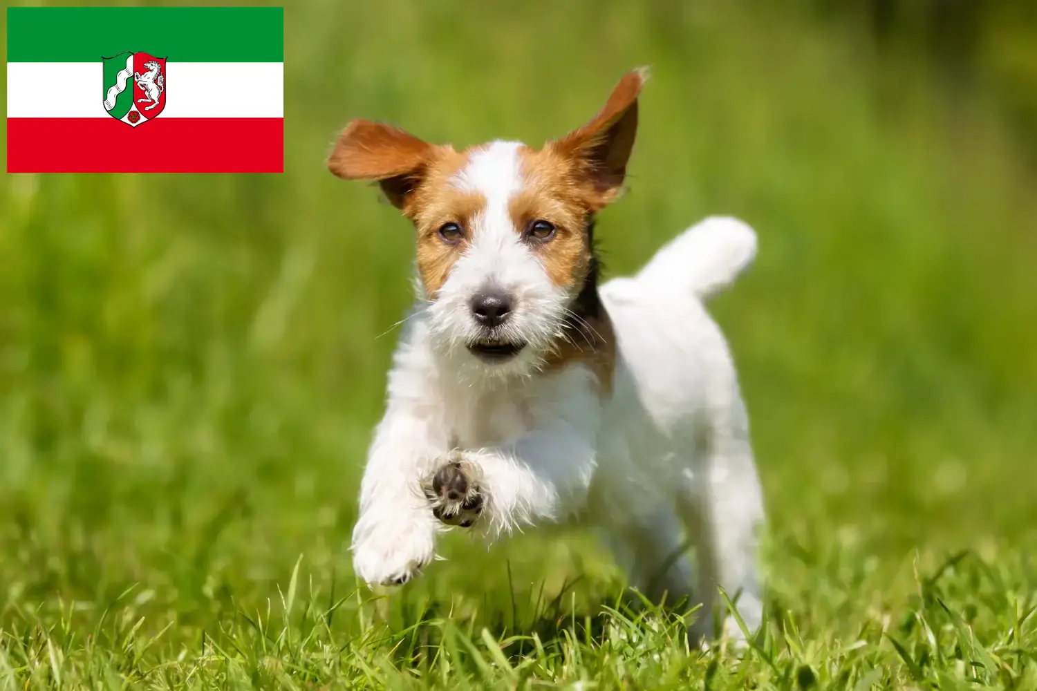 Read more about the article Jack Russell opdrættere og hvalpe i Nordrhein-Westfalen