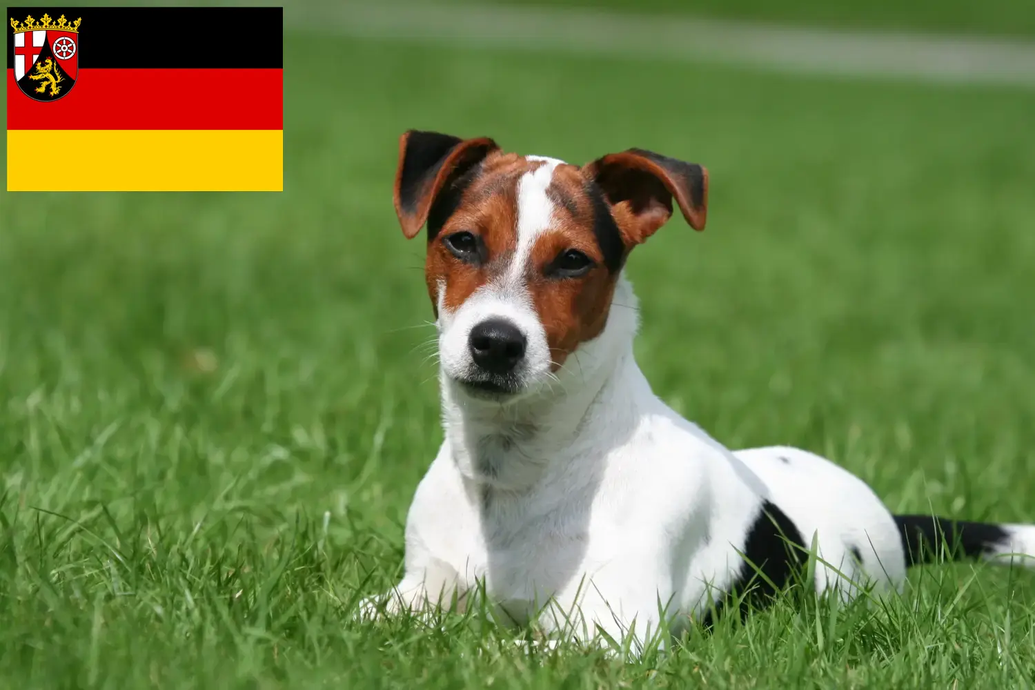 Jack Russell-hvalpe og opdrættere Rheinland-Pfalz Find Jack Russell-opdrættere i Rheinland-Pfalz her.