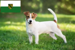 Read more about the article Jack Russell-opdrættere og hvalpe i Sachsen