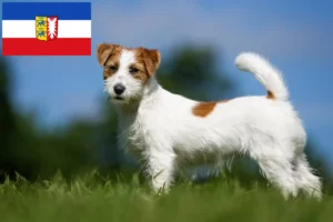 Read more about the article Jack Russell-opdrættere og hvalpe i Slesvig-Holsten