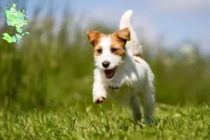 Read more about the article Jack Russell-opdrættere og hvalpe på Sjælland