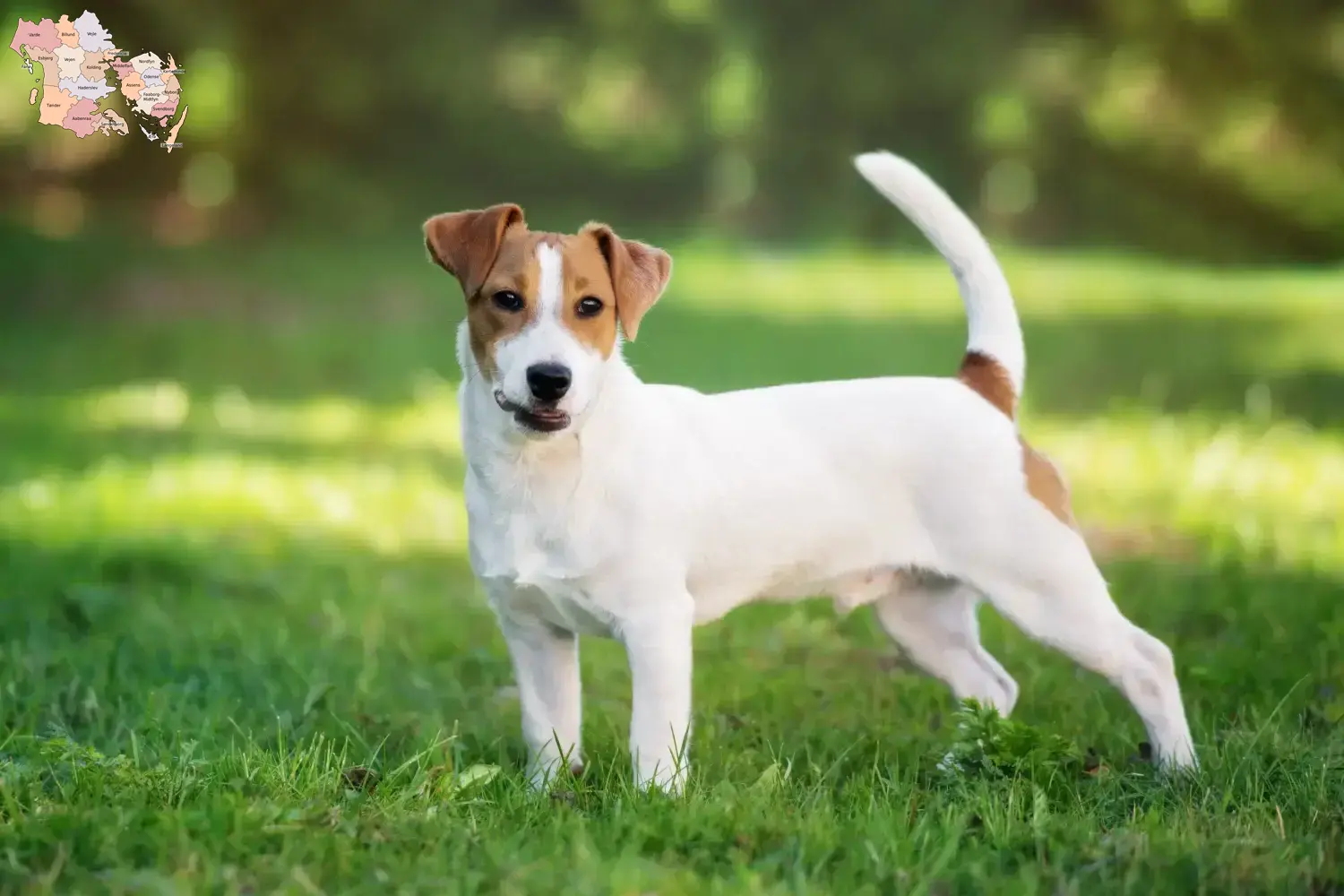 Jack Russell-hvalpe og opdrættere Syddanmark Find Jack Russell-opdrættere i Syddanmark her.