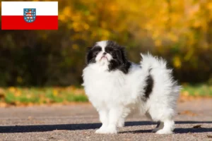Read more about the article Japan Chin opdrættere og hvalpe i Thüringen