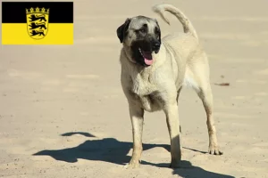 Read more about the article Kangal-opdrættere og hvalpe i Baden-Württemberg
