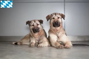 Read more about the article Kangal-opdrættere og hvalpe i Bayern