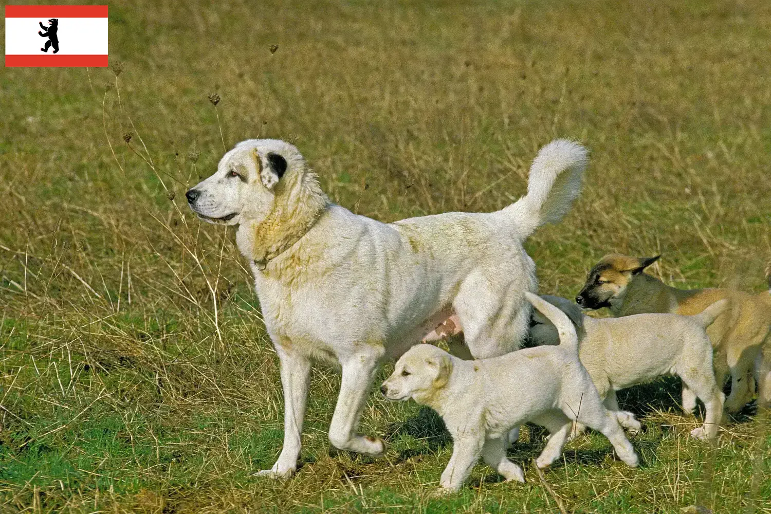 Kangal hvalpe og opdrættere Berlin Her kan du finde Kangal-opdrættere i Berlin.
