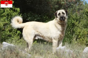Read more about the article Kangal-opdrættere og hvalpe i Brandenburg