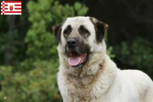 Read more about the article Kangal-opdrættere og hvalpe i Bremen